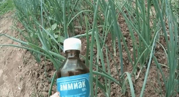 Jak zpracovat a krmit česnek s amoniakem?